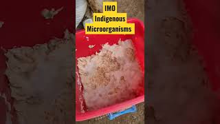 Indigenous Microorganisms IMO #shorts #IMO #bacteria #organisms #fertilizer #fermentation
