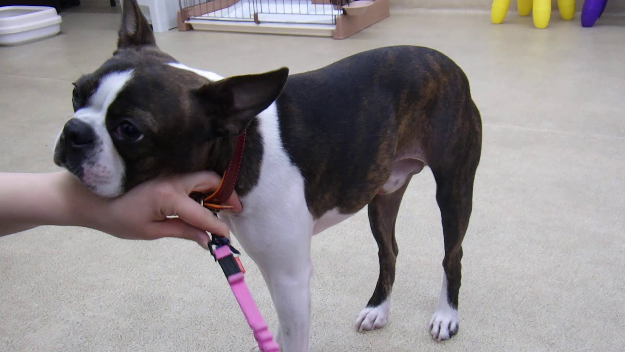 犬の幼稚園 アポロくんとトレーニング Youtube 犬の幼稚園 アポロくんとトレーニング Youtube