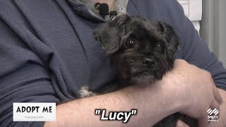 Hazleton Animal Shelter's Adopt Me May 19, 2025