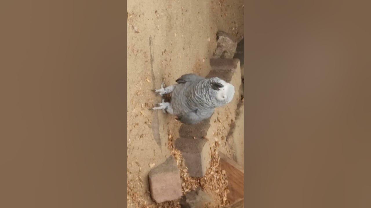 gray Parrot🦜 in the children's farm - tots farm / grauer Papagei🦜 im