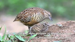 Barred Buttonquail