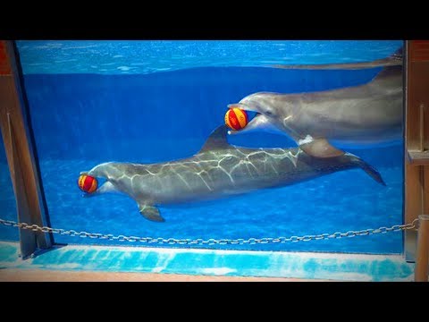 Lovely Dolphins 🐬😍 Cute and amazing Dolphins (Full) [Funny Pets]