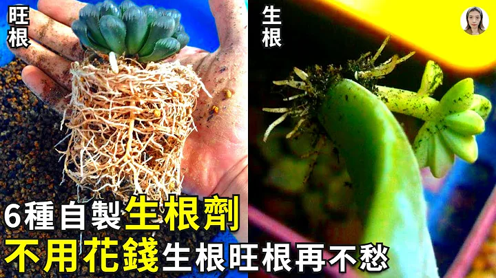 DIY自制生根剂，再也不用花钱买了，盆里只要放一点，白花花的根系挤满盆叶插也生根快|花花世界 - 天天要闻