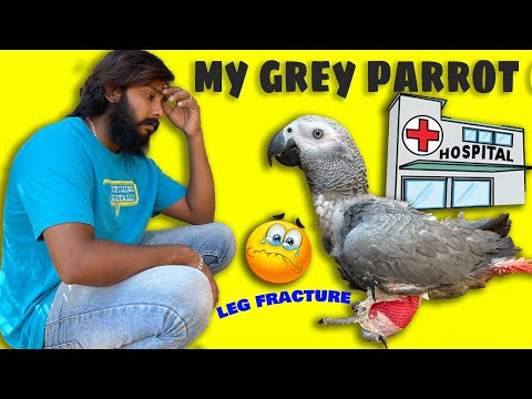 My Grey Parrot Got An Accident 😭🥺 | Talking Parrot | Vlog | African Grey Parrot | Salam Popz