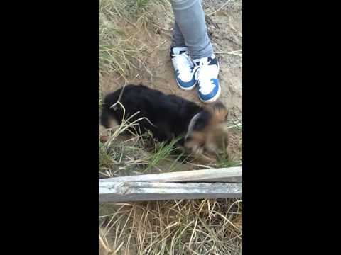 Псина-дрель :D