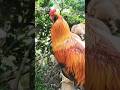 Animals Pigs Chickens Dogs Farmlife Animals Pigs Chickens Dogs Farmlife