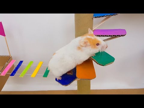 funny-hamsters-running-through-a-colorful-bridge-maze-|-loh