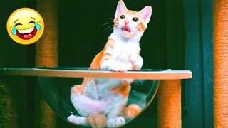 Funny animals video. The most funny moments with cats and dogs. Animal Sounds. Part 184 by Funny Animals Channel 386 views 1 year ago 10 minutes, 7 seconds
