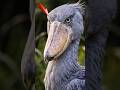 Inside the Shoebill. X-Ray View of Nature’s Deadliest Bird !#Shoebill #BirdAnatomy #XRayView #birds