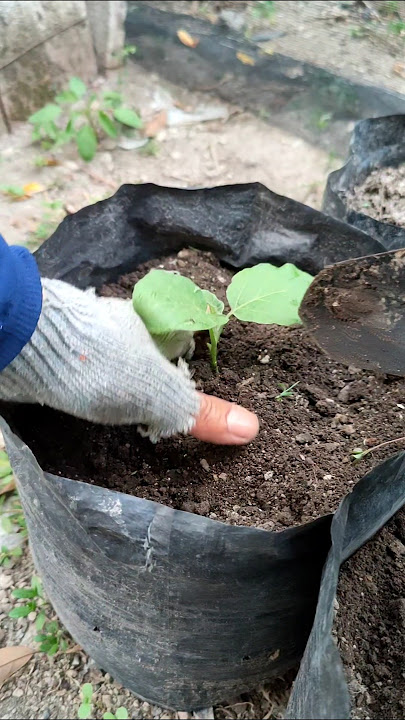 Tanam terong di polybag. #visitani #berkebun