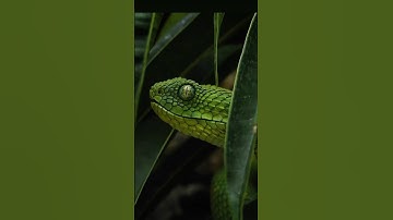 Morelia Viridis/Green Tree Python Sorong #chondro #python #snake #nature #beautiful #green #blue