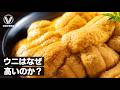 ウニはなぜ高いのか?