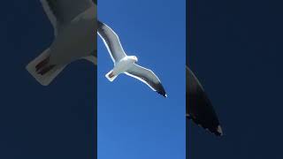 COOL seagull