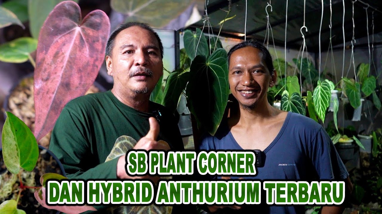 SB PLANTS CORNER Dan Hybrid Anthurium Terbaru