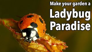 Make Your Garden a Ladybug Paradise screenshot 5