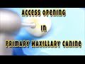 access opening in primary canine