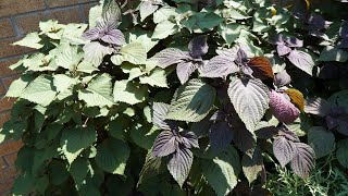Drying Purple Perilla For Tea