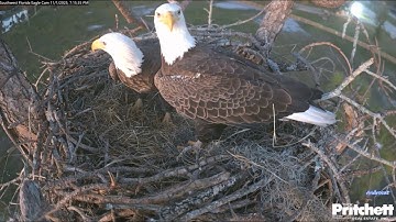 SWFL Eagles 11-1-25.  Night Moves:  M15 & F23 Leave Late Again; Light on the Sidewalk.  