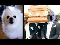 Coffin Dance Meme - Gabe the dog version