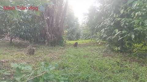 Bẫy gà rừng đầu mùa và cái kết đắng