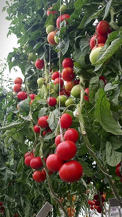 Не советуем покупать семена томатов для теплицы, не посмотрев этот ...