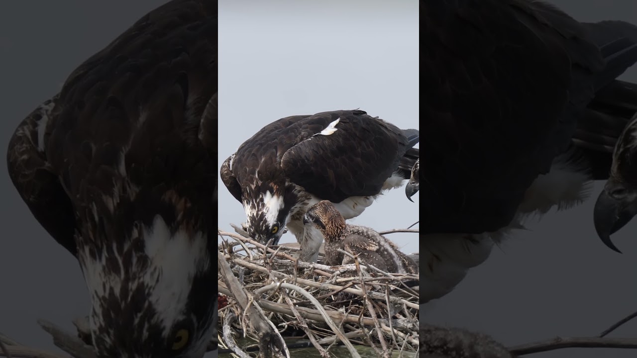 Osprey mom feeding baby(chick) !! Read description 😁Copyrighted Canon R1 + RF 100-500  