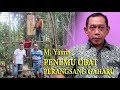 Mengenal PROFESOR GAHARU Dari Kalimantan Barat Indonesia TELP
+6285249166666