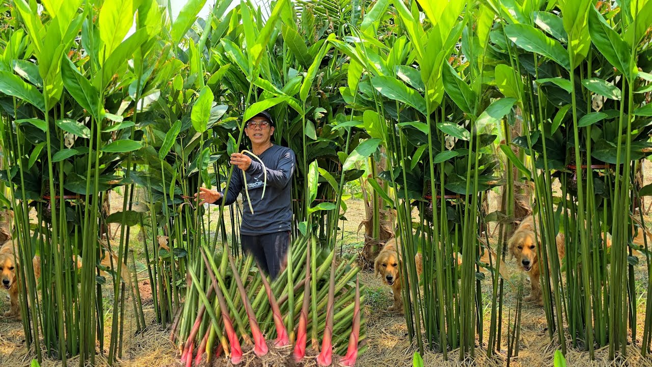 ปลูกข่าเกษตรแดงใหญ่👨‍🌾มีรายได้ทุกวัน