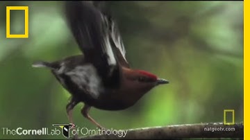 Bird Feathers Sing | National Geographic