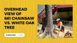 Overhead View of 661 Chainsaw vs. White Oak Tree