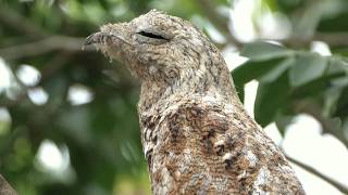 Great Potoo Sound