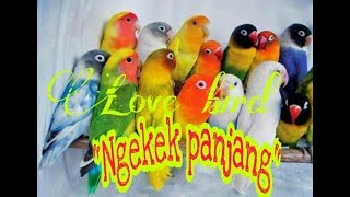 Masteran lovebird ngekek panjang dijamin lovebird anda gacor!!