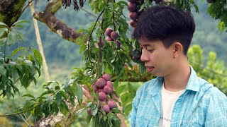 Harvesting Plums - Thu hoạch mận - Vietnam Life in The Countryside Ep 66