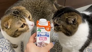 初めてのミルクに大興奮する親子猫が可愛い