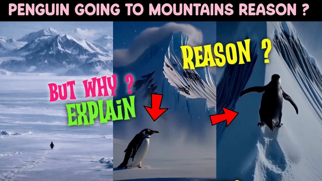 Penguin going to mountain Reason Explain | Why Penguin going to mountains ?