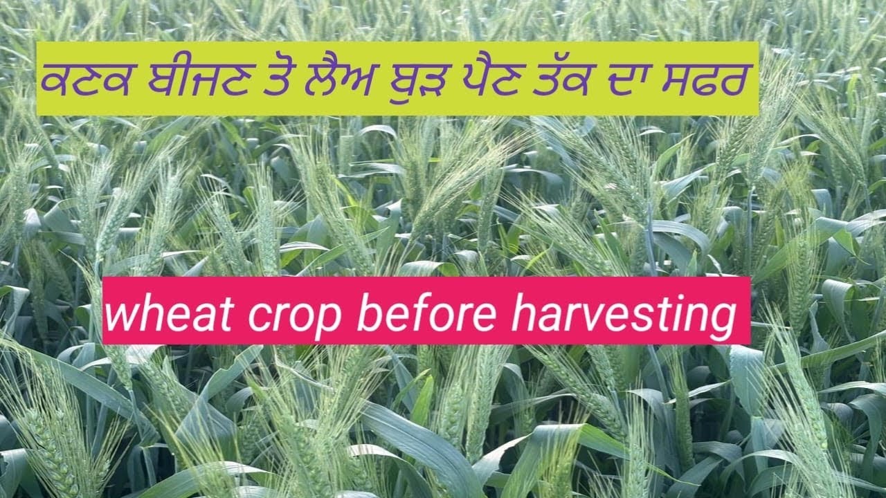 ਕਣਕ ਦੀ ਫਸਲ ਬੀਜਣ ਤੋ ਲੈ ਕੇ ਬੁੜ ਪੈਣ ਤੱਕ @life.farming 