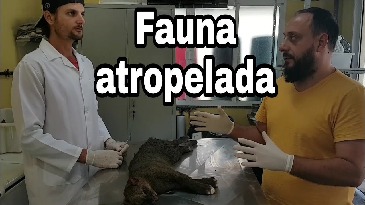 Fauna atropelada. Milhares de animais silvestres estão sendo atropelados todos os dias.