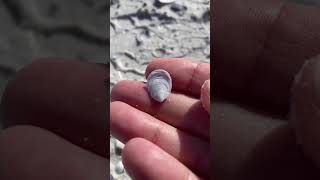Tiny White Oyster Shell #shorts