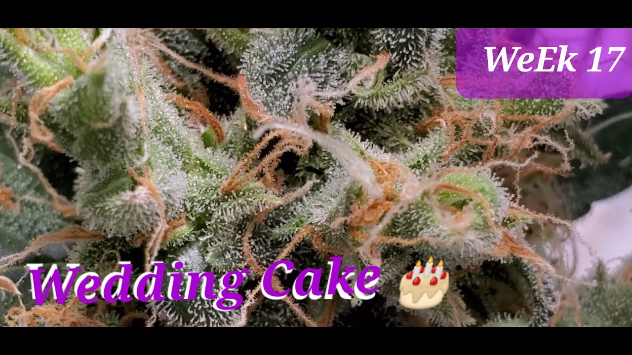Week 17 , Wedding Cake Auto , Lemon Haze Auto 😁💨🤙 ( Tv420 📺 )