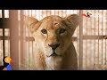 Circus Lion Can't Wait To Be Reunited With Her Cubs | Dodo Heroes