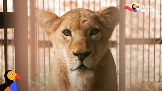 Circus Lion Can't Wait To Be Reunited With Her Cubs | Dodo Heroes