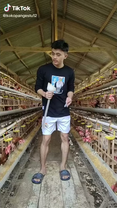 Lagi konser di kandang ayam