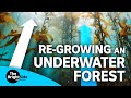 Regrowing an underwater forest, and other climate solutions | The BrightSide
