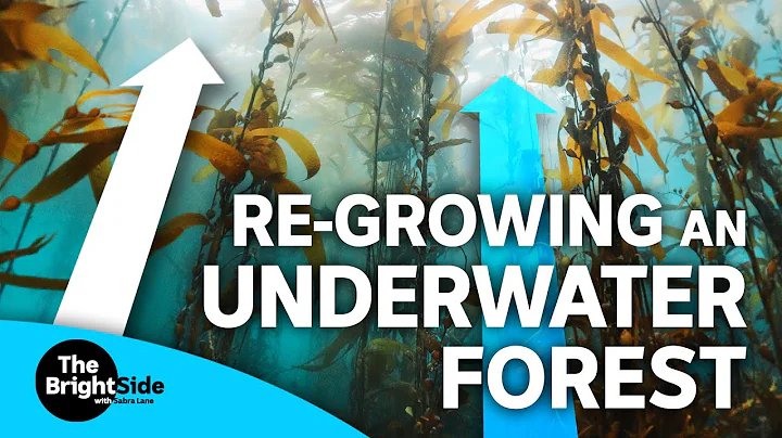 Regrowing an underwater forest, and other climate solutions | The BrightSide - DayDayNews