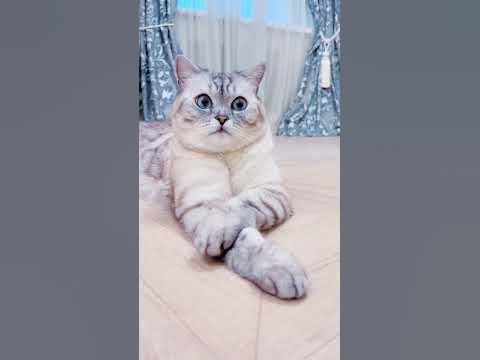Про Ириску и колбасу. - YouTube