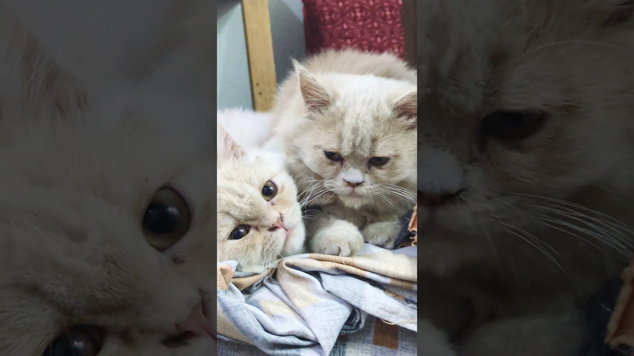 Cute Kitten Daily Fun Moments!🧸😻💕. 