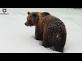 Откуда столько снега?🐻подумал мишка и пошел обратно в избушку/Bear Mansur