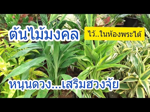 ต้นไม้มงคล ชั้นสูง บูชาพระได้ ไผ่กวนอิม 3 ลักษณะ ไว้ในบ้านได้/นานาพันธุ์ไม้by นิตยา