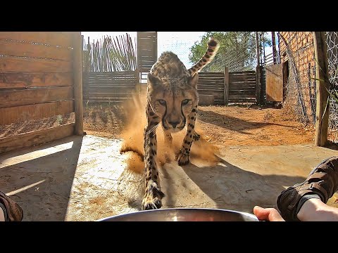 calling-a-cheetah-to-dinner-|-big-cat-comes-running-full-speed-when-called-|-eats-from-hand-fed-food