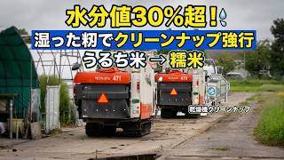 降る降るサギに遭って朝イチにカグラモチテスト稲刈り強行・水分値３０％超だったが刈れたので良しとします・2026 2026米づくり コシヒカリ稲刈り2日目 雨が降り前にたたみみたいな倒伏を刈っちゃいます U